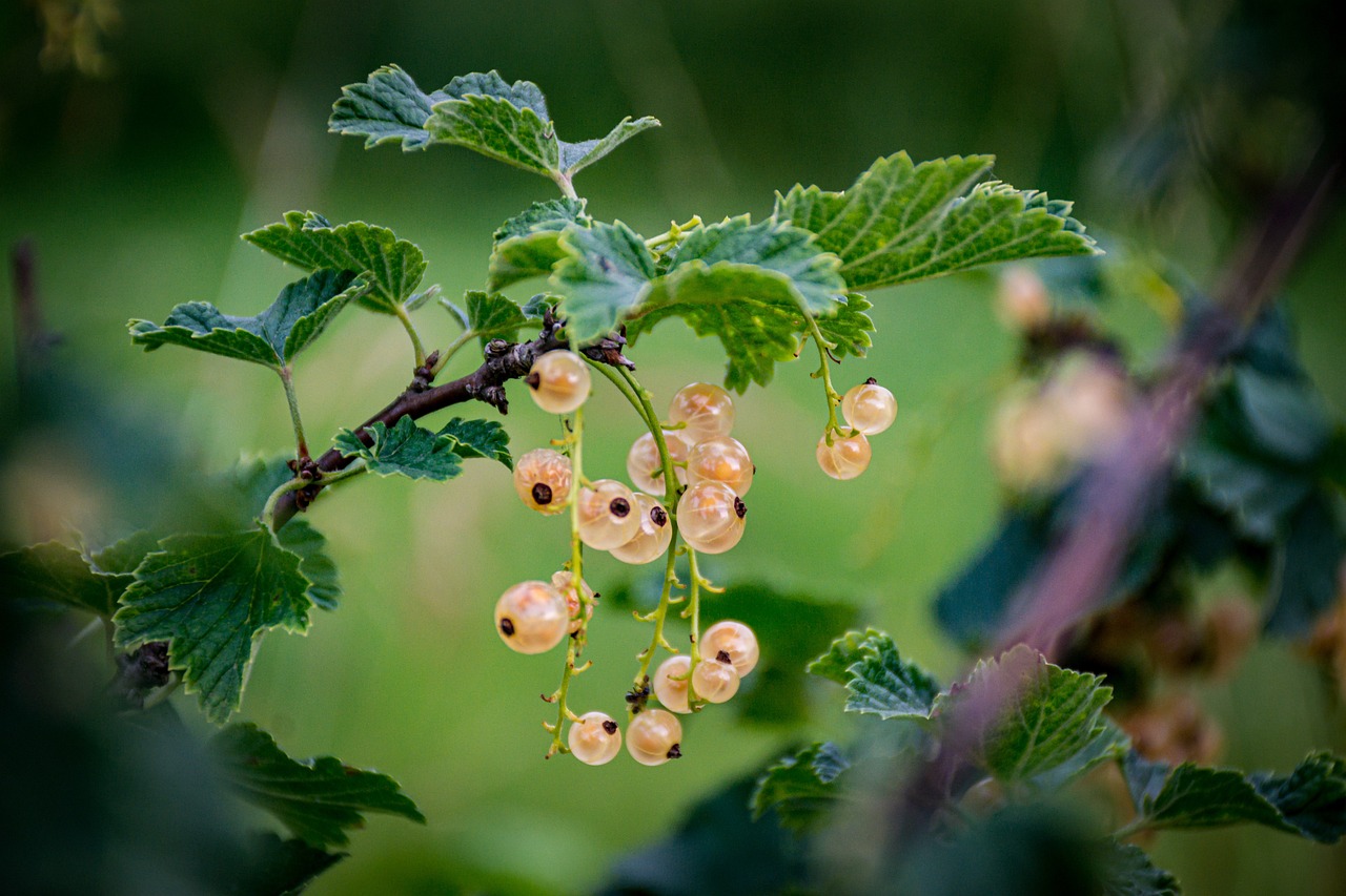 Plants and Consciousness - A Potential Existence